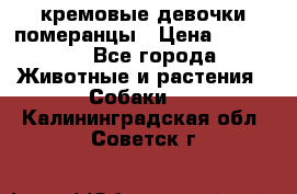 кремовые девочки померанцы › Цена ­ 30 000 - Все города Животные и растения » Собаки   . Калининградская обл.,Советск г.